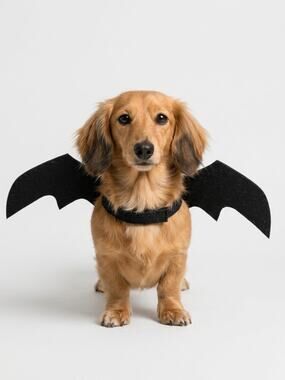Bat Wings Pet Costume Adjustable –
New in Package Halloween